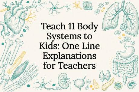 Decorative body systems title card