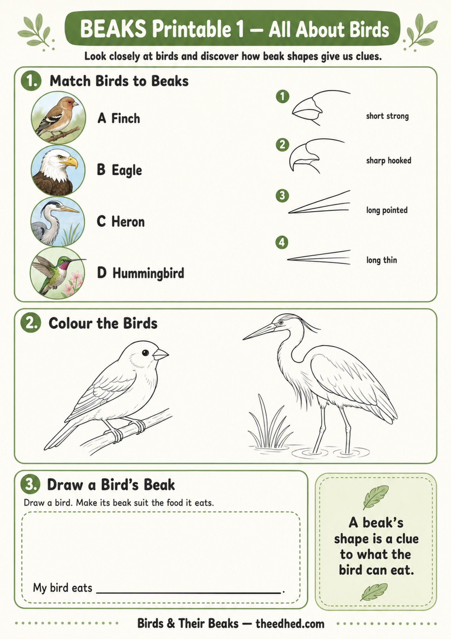 A printable educational worksheet titled 'BEAKS Printable 1 - All About Birds' with green and white panels showing bird illustrations, beak shape examples, matching exercises, coloring area, and a text box explaining beak shape clues.