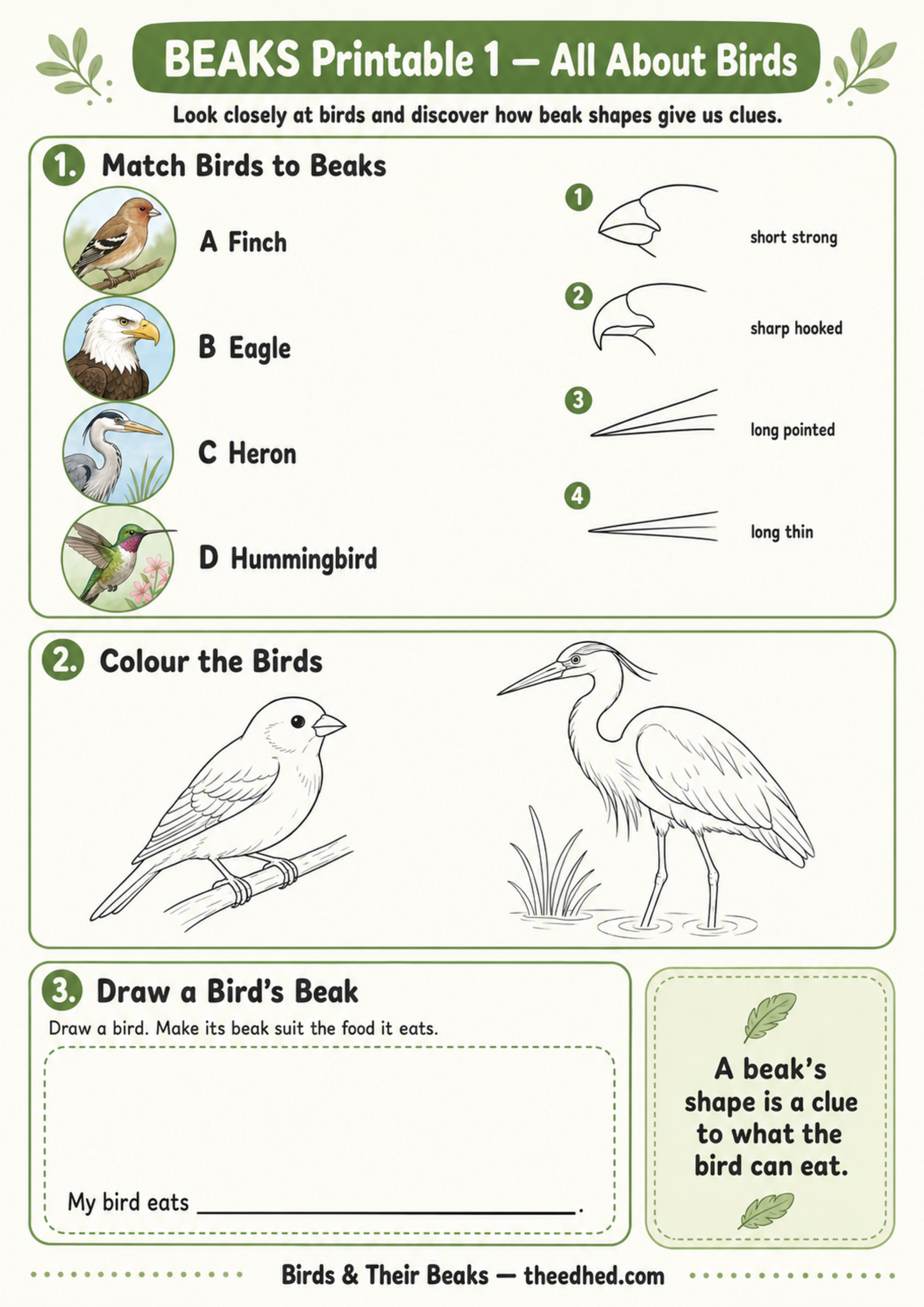 A printable educational worksheet titled 'BEAKS Printable 1 - All About Birds' with green and white panels showing bird illustrations, beak shape examples, matching exercises, coloring area, and a text box explaining beak shape clues.