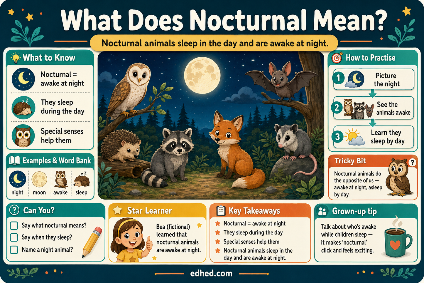 Nocturnal Animals – Kids Digital Infographic & Printable Worksheet Pack