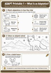 What Is an Adaptation matching colouring and drawing worksheet