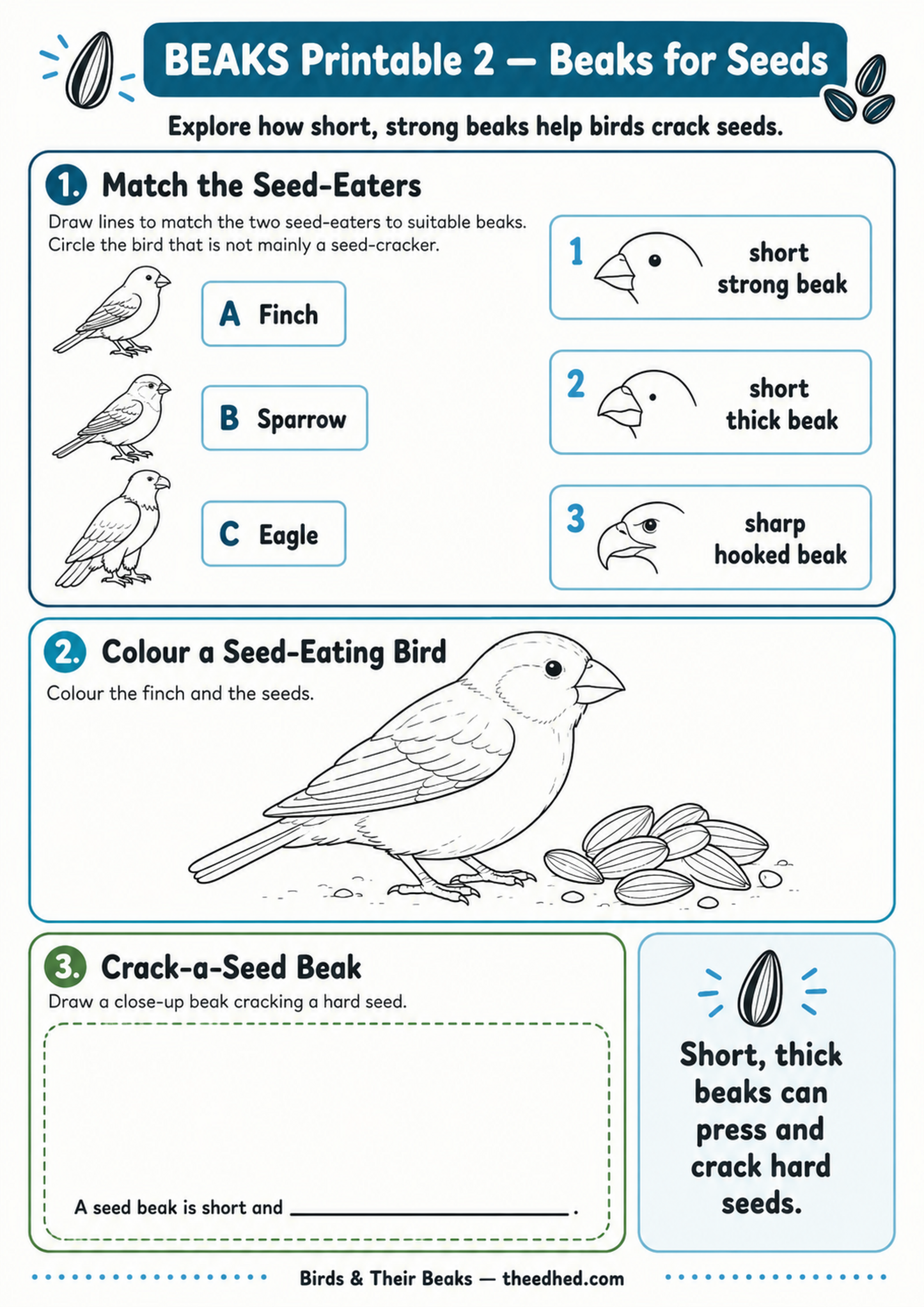 A children's educational worksheet titled 'BEAKS Printable 2 - Beaks for Seeds' with three activity panels: matching bird beaks to seed-earers, coloring a seed-eating bird, and drawing a seed-beak close-up. The page has a white background with blue and black text and line art.