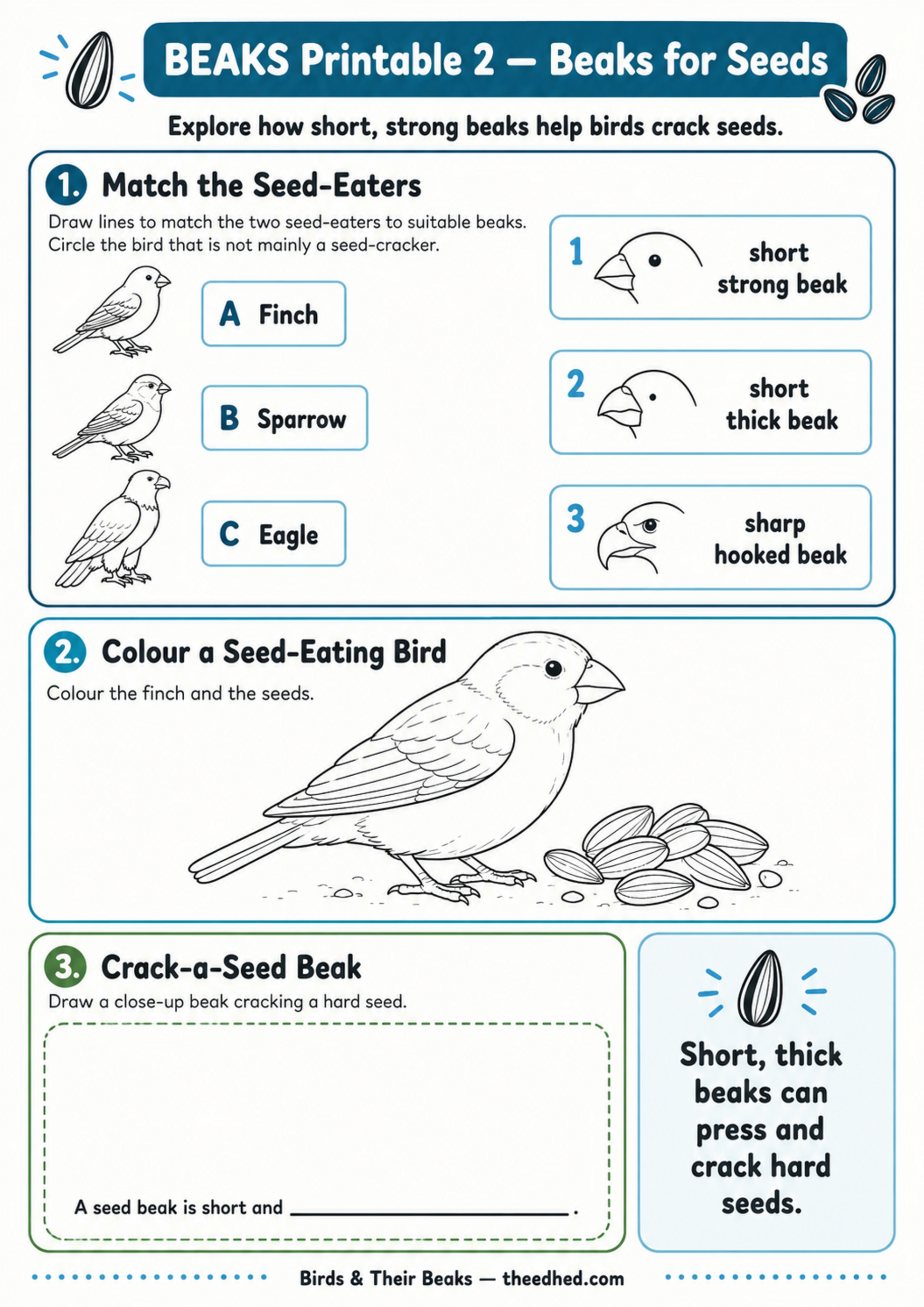 A children's educational worksheet titled 'BEAKS Printable 2 - Beaks for Seeds' with three activity panels: matching bird beaks to seed-earers, coloring a seed-eating bird, and drawing a seed-beak close-up. The page has a white background with blue and black text and line art.