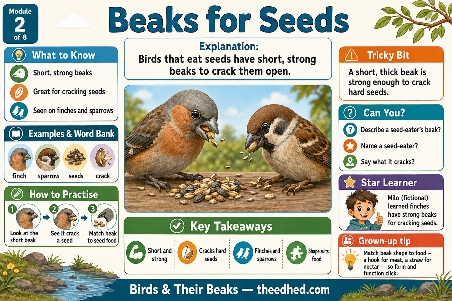 An educational poster titled 'Beaks for Seeds' from Module 2, featuring a central photo of two finches cracking seeds with short, strong beaks. The poster includes learning sections on 'What to Know', 'Explanation', 'Tricky Bit', 'Can you?', 'How to practise', 'Key Takeaways', and 'Grow up tips' with colorful icons and text on a blue and white background.