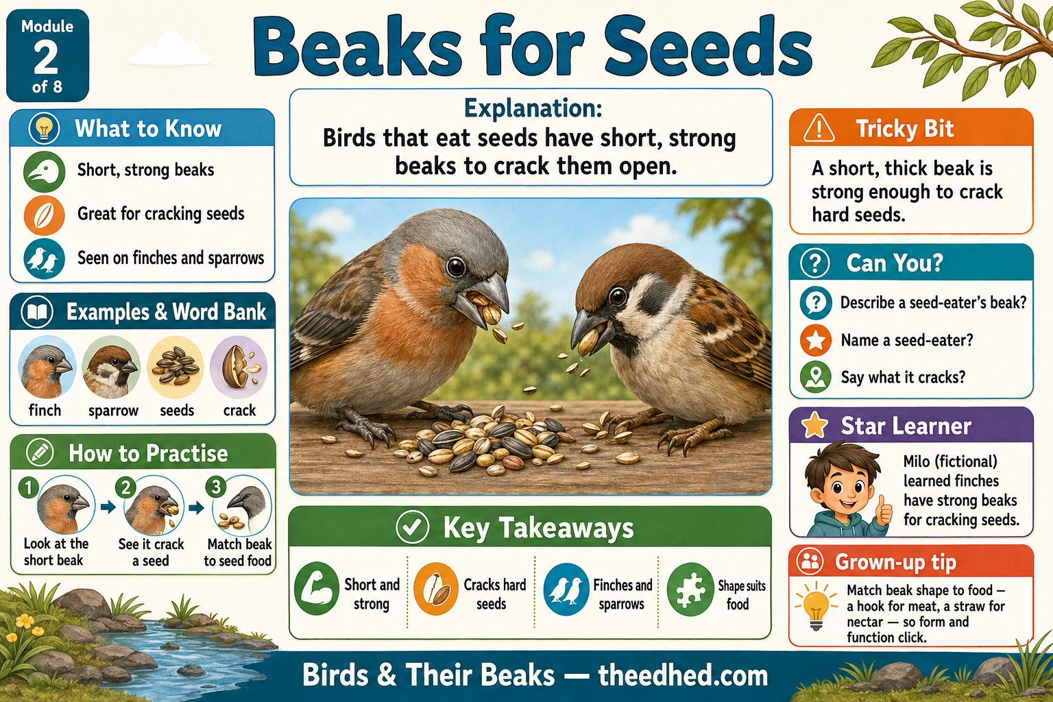 An educational poster titled 'Beaks for Seeds' from Module 2, featuring a central photo of two finches cracking seeds with short, strong beaks. The poster includes learning sections on 'What to Know', 'Explanation', 'Tricky Bit', 'Can you?', 'How to practise', 'Key Takeaways', and 'Grow up tips' with colorful icons and text on a blue and white background.
