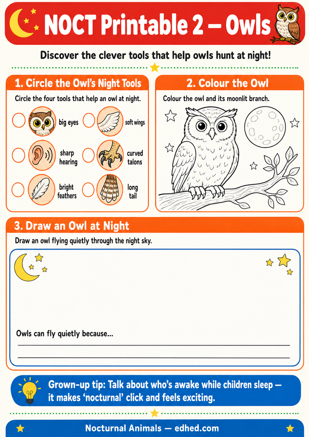 Nocturnal Animals – Kids Digital Infographic & Printable Worksheet Pack