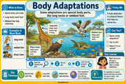 Body Adaptations classroom infographic with animal examples
