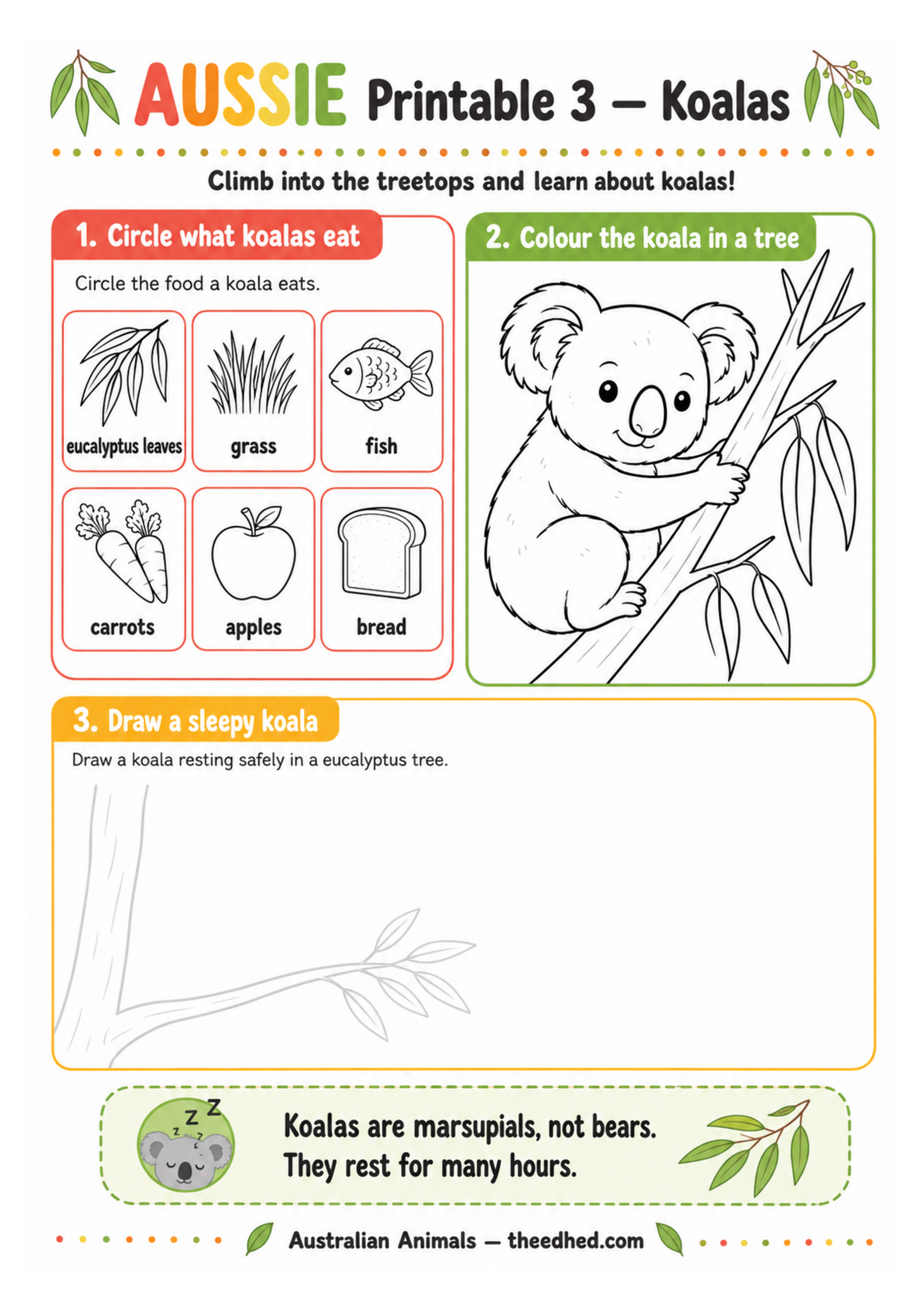 A children's educational printable worksheet about koalas, titled 'Aussie Printable 3 - Koalas'. The page features a black-and-white line art illustration of a koala in a tree, with three activity sections: identifying koala-eating foods (eucalyptus leaves, grass, fish, carrots, apples, bread), coloring a koala in a tree, and drawing a sleepy koala resting in a eucalyptus tree.