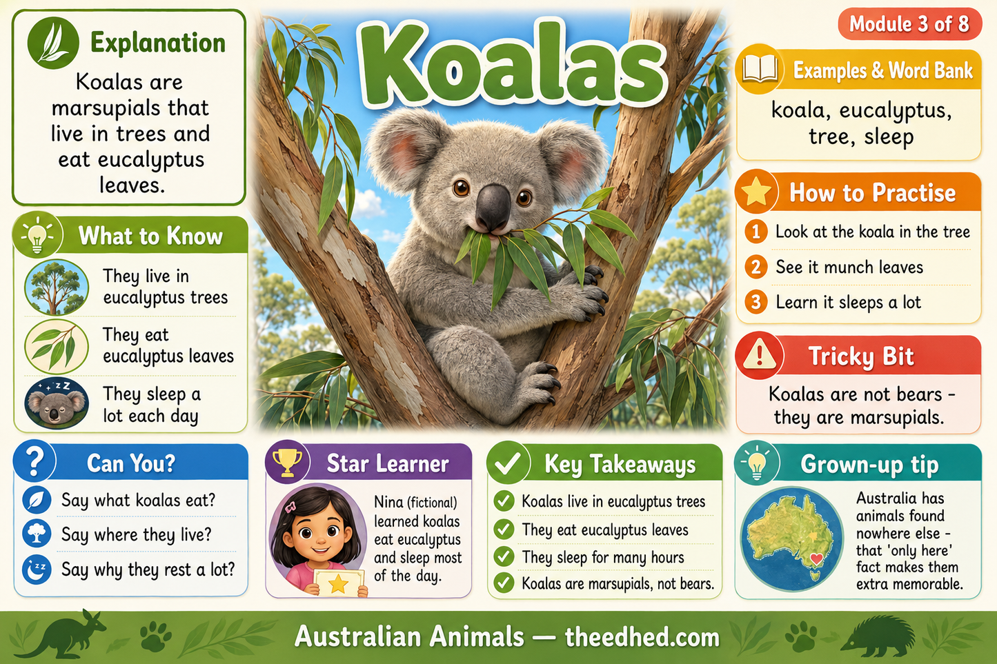 An educational Australian animal poster about Koalas, featuring a large photo of a koala on a tree branch with colorful informational panels explaining facts about koalas, including what they eat, where they live, and sleeping habits.