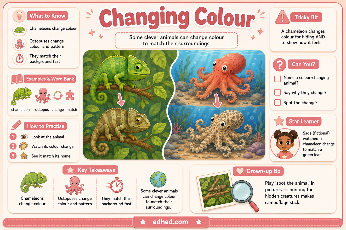 Changing Colour animal camouflage educational infographic for children