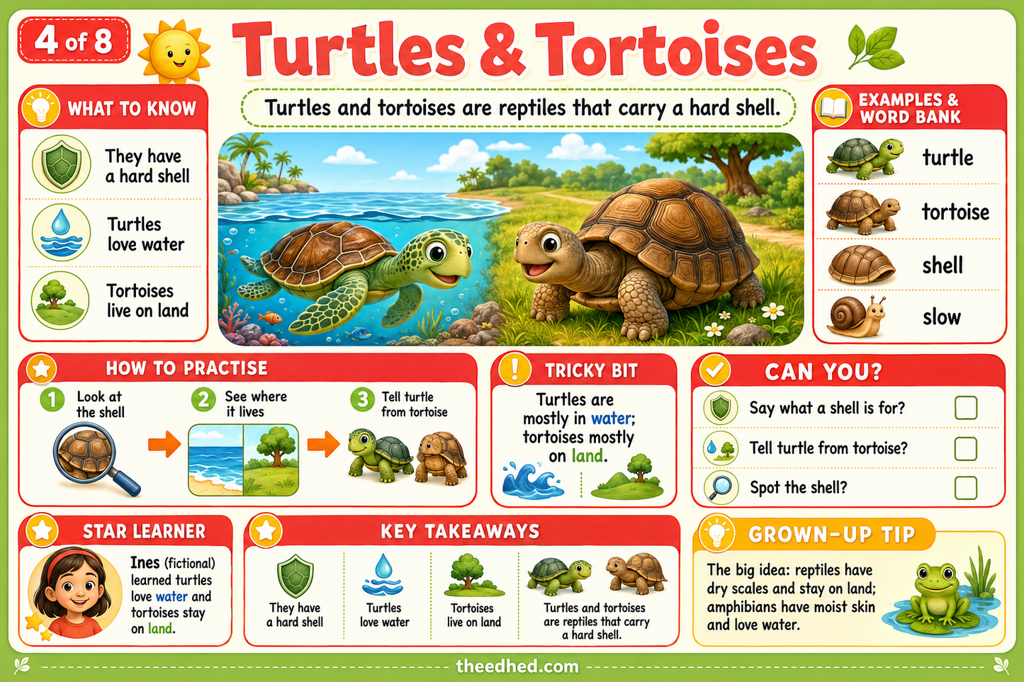 Reptiles & Amphibians Up Close – Kids Digital Infographic & Printable Worksheet Pack