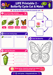 Butterfly cycle cut and match activity sheet with stages of a butterfly life cycle.