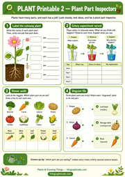 Plants & Growing for Kids infographic and worksheet preview