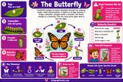 Educational infographic about the butterfly life cycle with colorful illustrations and text.