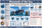 Ocean Animals & The Big Blue Ocean for Kids infographic lesson preview from Infographic EDU