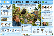 Educational poster about birds and their songs with illustrations and text.