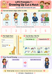 Life cycle cut and match worksheet with human stages and height chart.