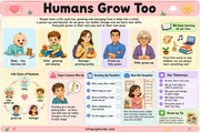 Educational chart about the life cycle of humans with various illustrations and text.