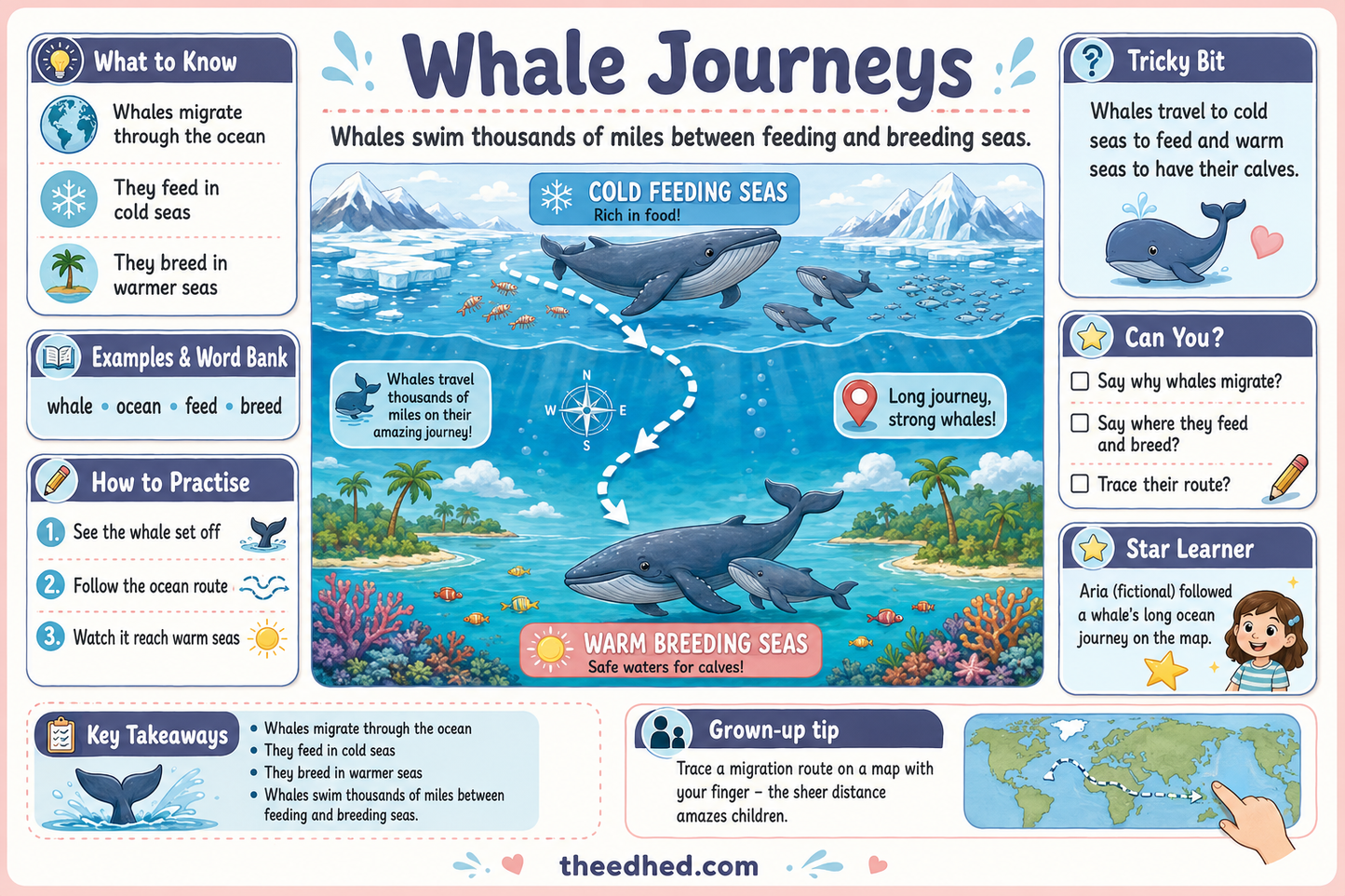 Whale Journeys animal migration educational infographic