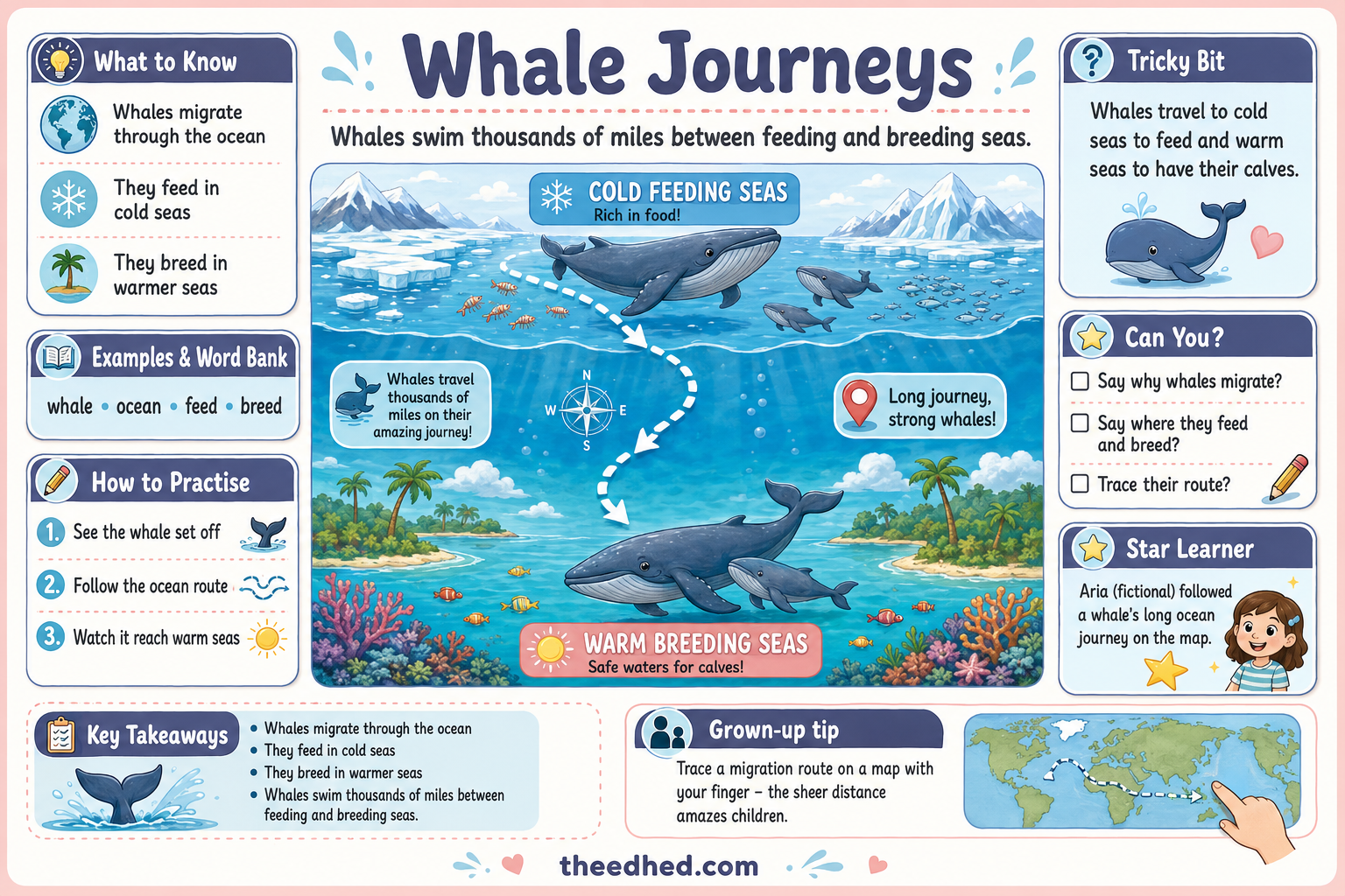 Whale Journeys animal migration educational infographic