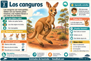 Infografía en español sobre los canguros: patas traseras, crías y bolsa marsupial.