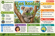 Infografía en español sobre los koalas: árboles de eucalipto, alimentación y descanso.