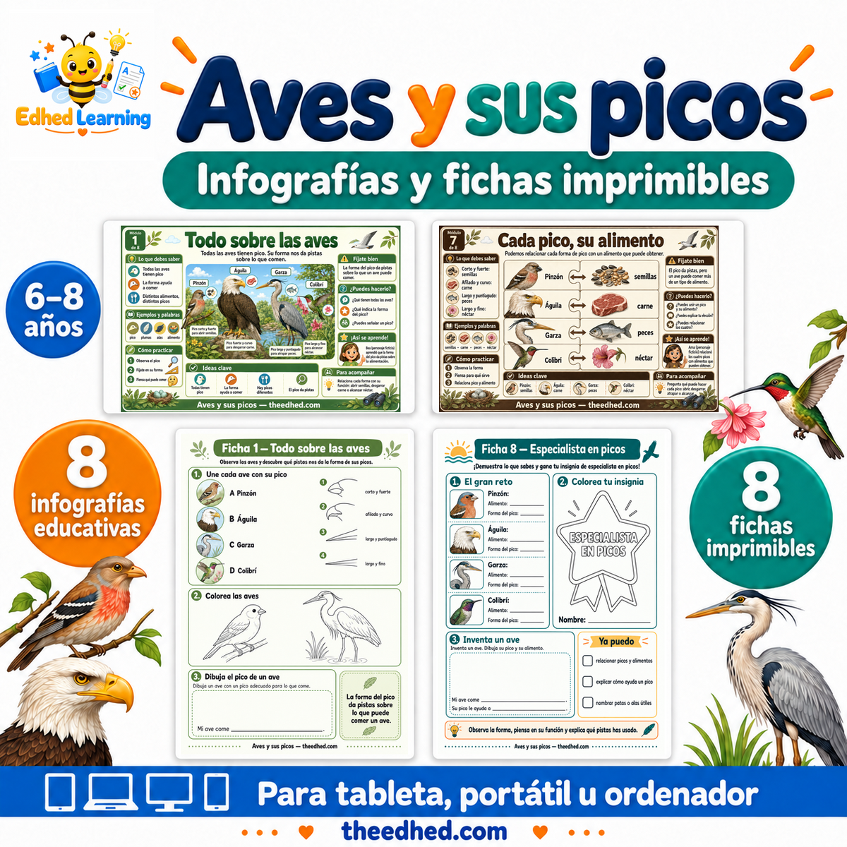 Aves y sus picos: curso en español con dos infografías y dos fichas de muestra para niños de 6 a 8 años.