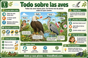 Infografía Todo sobre las aves con pinzón, águila, garza y colibrí y las funciones de sus picos.