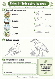 Ficha Todo sobre las aves con una actividad para unir aves y picos y dibujos para colorear.