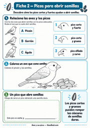 Ficha Picos para abrir semillas con actividades de relación, coloreado y dibujo.