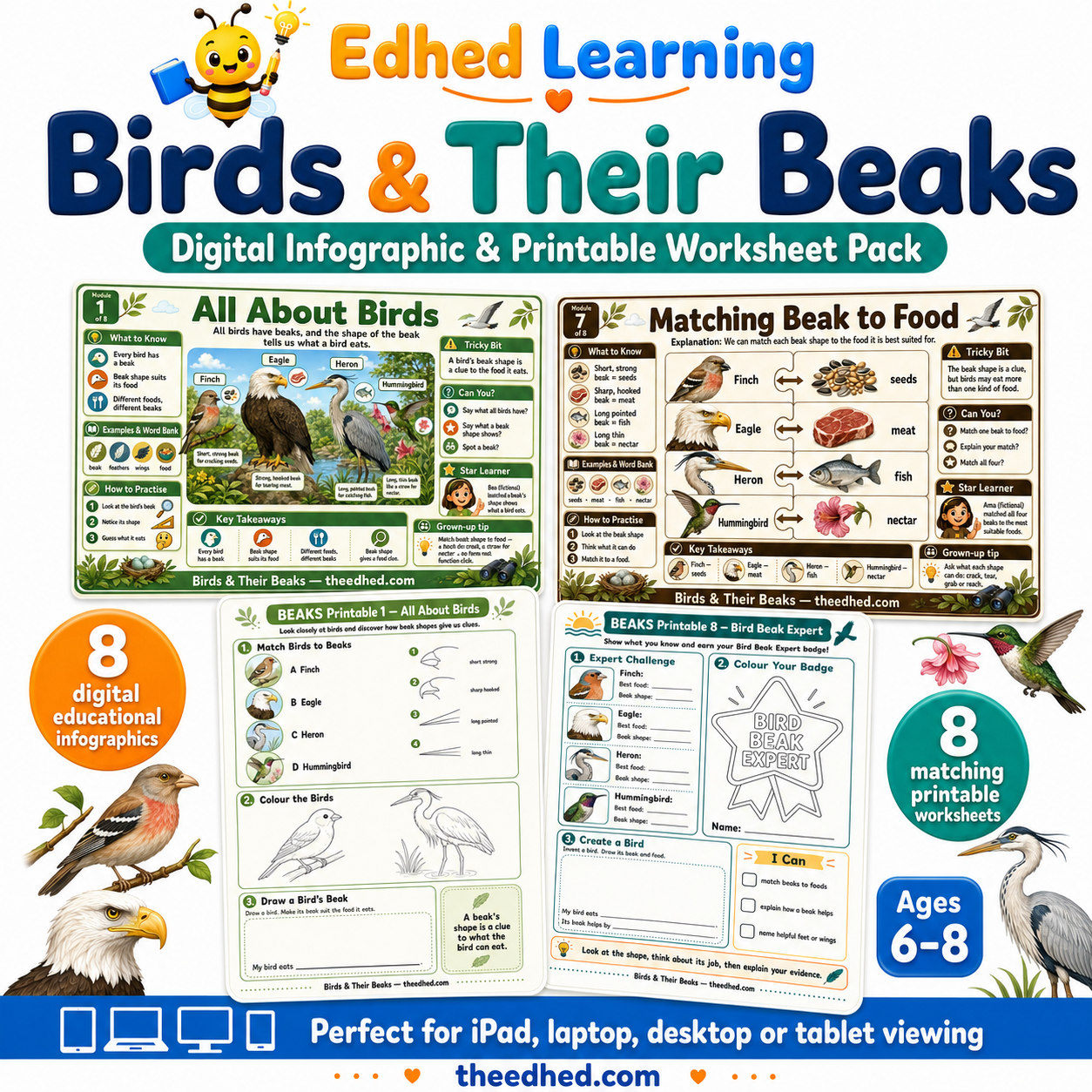 Birds & Their Beaks digital infographic and printable worksheet pack for ages 6–8 by Edhed Learning