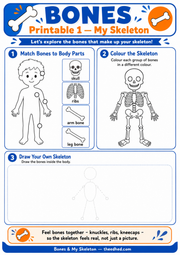 My Skeleton matching colouring and drawing worksheet for ages 5 to 7