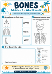 What Bones Do matching colouring and drawing worksheet for ages 5 to 7
