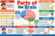 Parts of the Brain educational infographic for ages 7 to 9