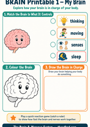 My Brain matching, colouring and drawing printable worksheet