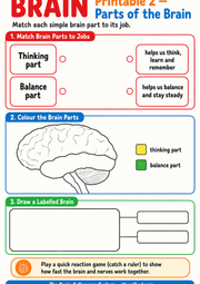 Parts of the Brain matching, colouring and labelling printable worksheet