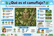 Infografía en español: qué es el camuflaje, con un búho oculto entre las hojas y ejemplos para observar.
