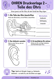 Ohren und wie ich höre – Arbeitsblatt 2 aus dem Lernpaket von Edhed Learning