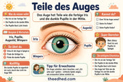 Augen und wie ich sehe – Infografik 2 aus dem Lernpaket von Edhed Learning