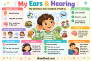 My Ears and Hearing educational infographic for children ages 6 to 8