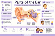 Parts of the Ear labelled educational infographic for children ages 6 to 8