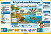 Infografía 2 en español: adaptaciones del cuerpo, cuello largo, patas palmeadas y garras.