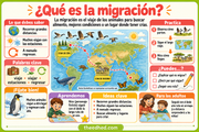 Infografía en español que explica qué es la migración de los animales, con vocabulario y un mapa ilustrativo.