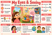 My Eyes & Seeing educational infographic for children ages 6 to 8