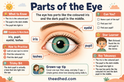 Parts of the Eye labelled educational infographic for children