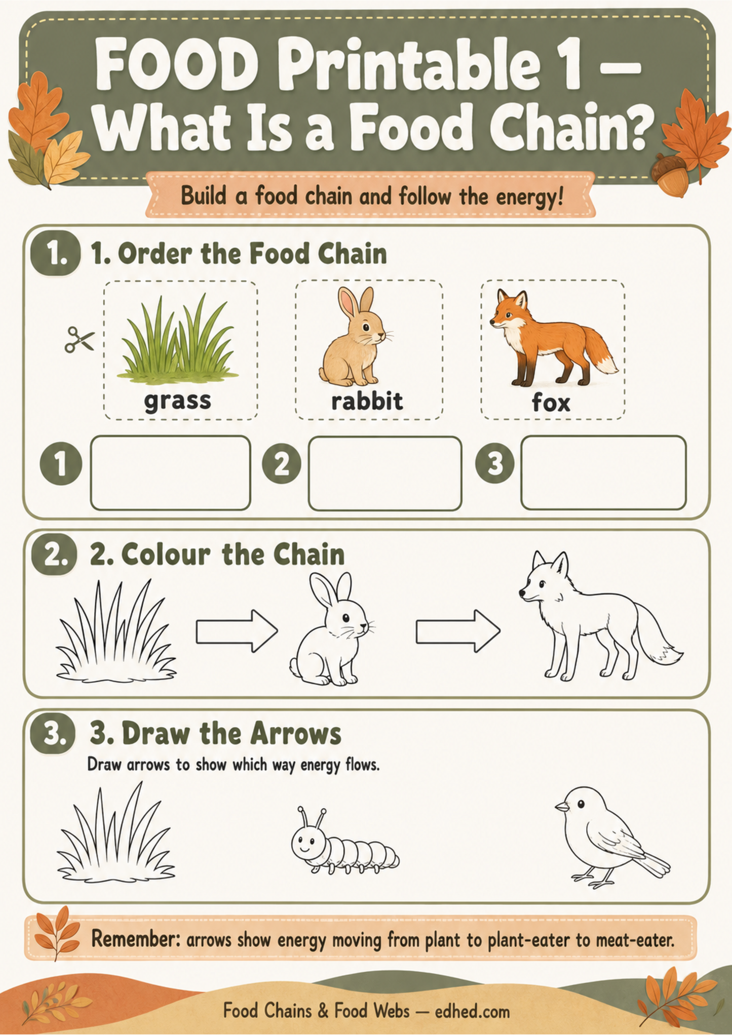 Printable food chain worksheet for ordering, colouring and drawing energy-flow arrows
