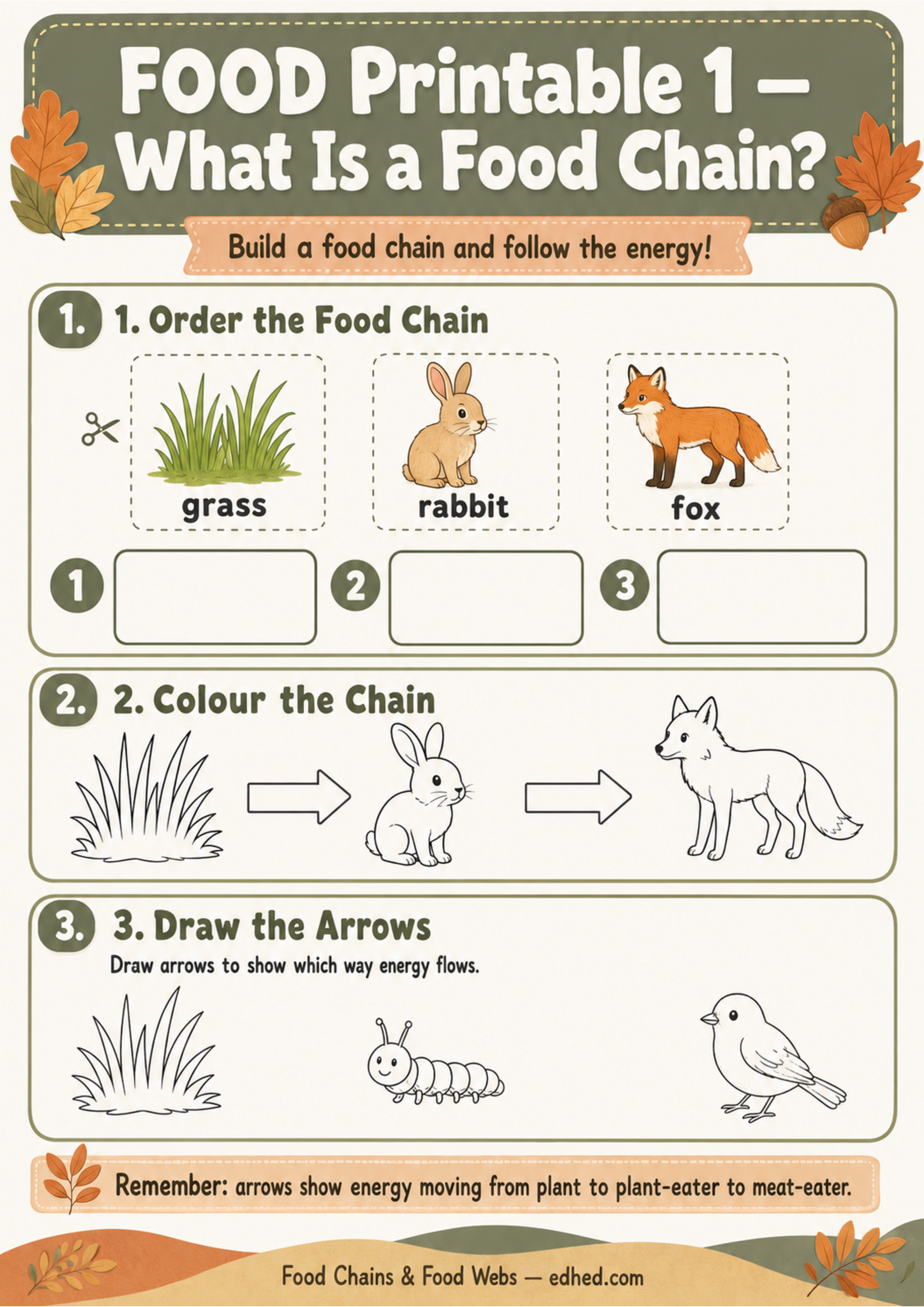 Printable food chain worksheet for ordering, colouring and drawing energy-flow arrows