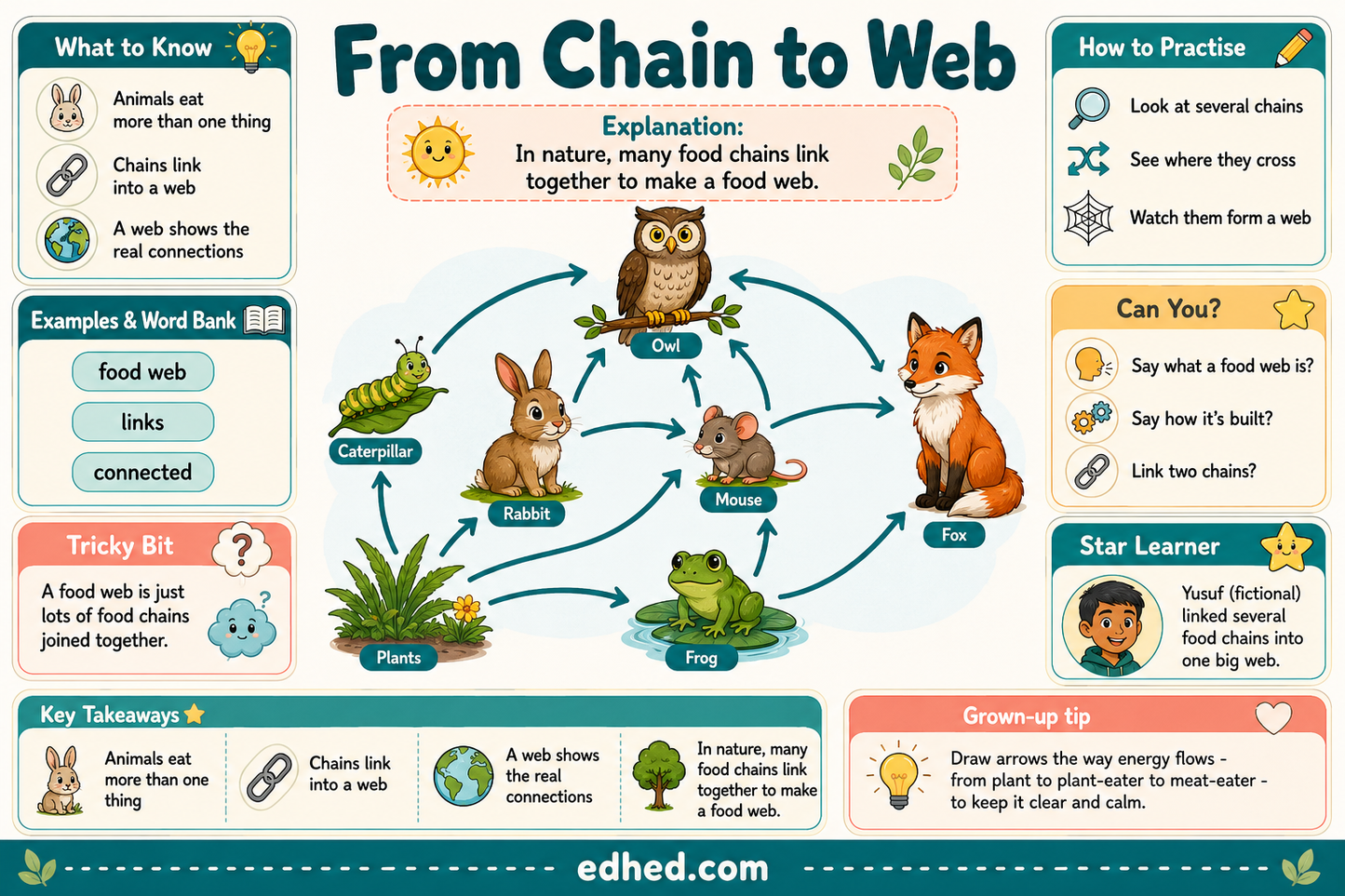 From Chain to Web educational infographic explaining how food chains connect into food webs