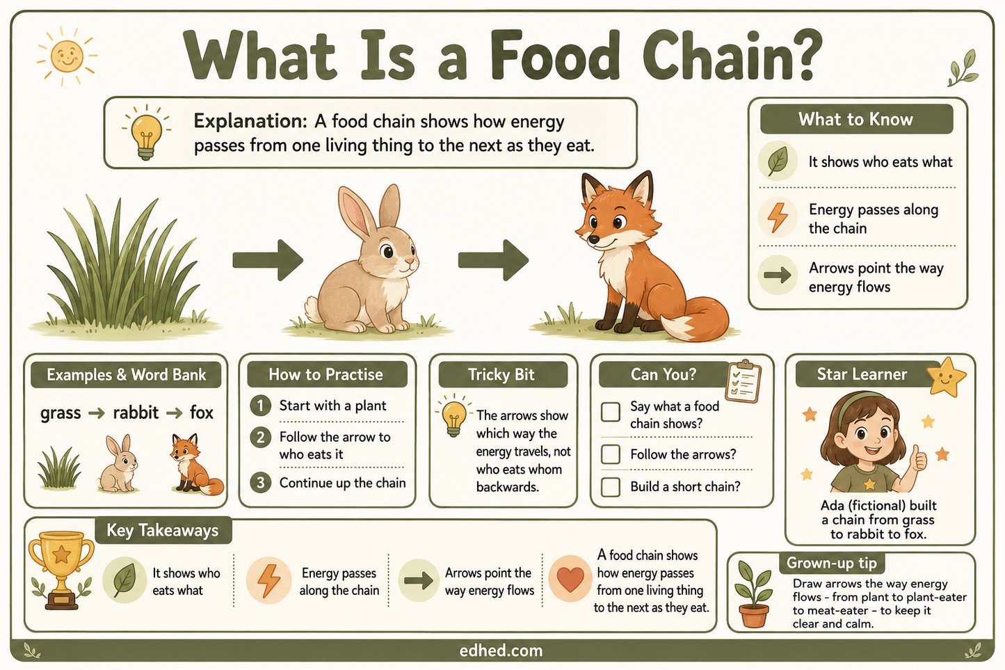 What Is a Food Chain educational infographic showing energy flow from grass to rabbit to fox