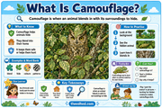 What Is Camouflage educational infographic for children ages 5 to 7